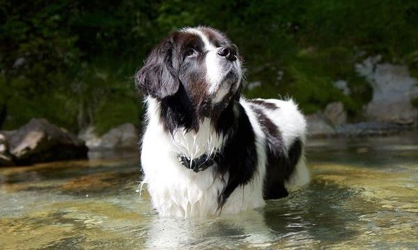 Cómo cuidar a un perro Landseer