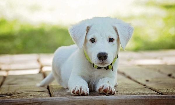 Cuidados más importantes que se le deben dar a un perro mascota