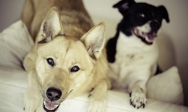 Cómo se deben cuidar a las mascotas