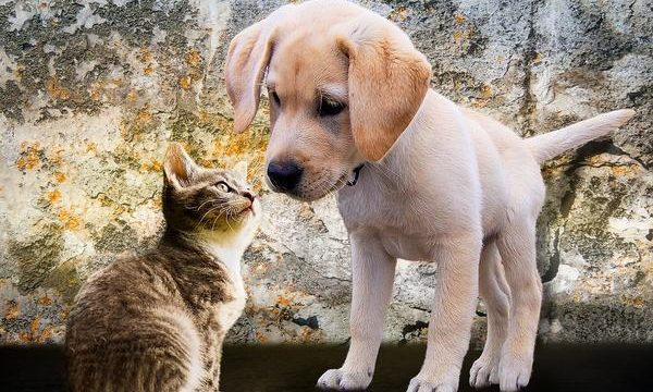 Elegir una mascota y preparar el hogar para recibirla