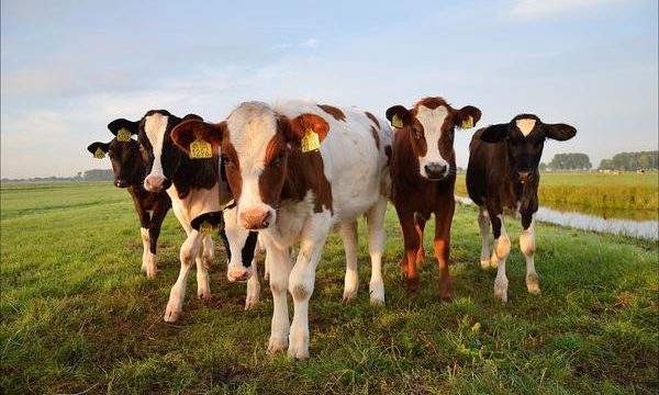 Recomendaciones para la correcta alimentación del ganado bovino