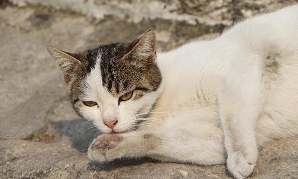 Cuidado del pelo e higiene en los gatos mascota