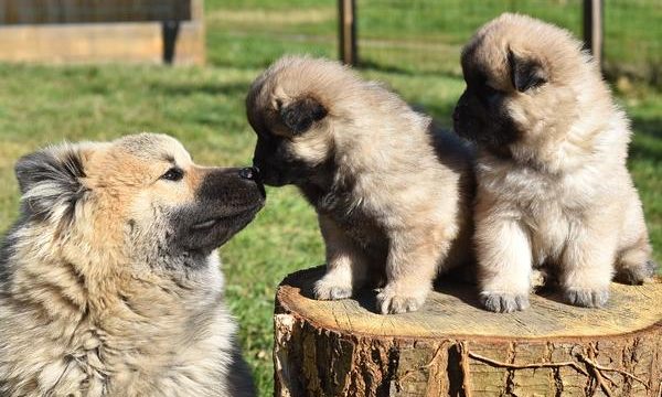 Los medicamentos humanos más peligrosos para las mascotas