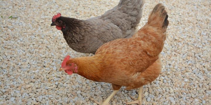 Recomendaciones para seleccionar el gallinero ideal para las gallinas