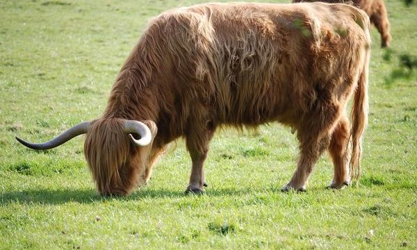Enfermedades podales en el ganado bovino, cómo atenderlas