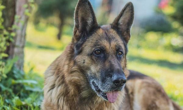 Cuáles son las mejores razas de perro para el pastoreo