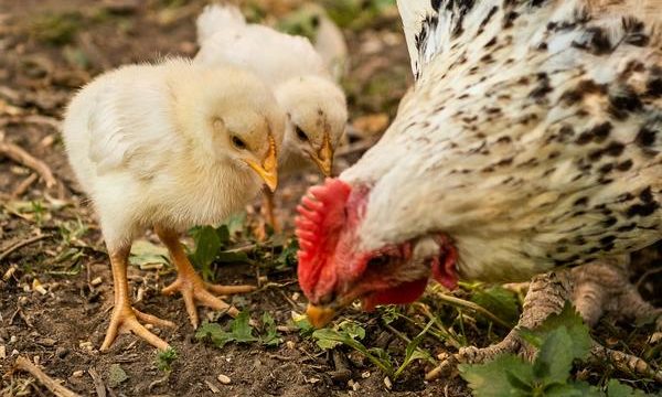 Cómo criar gallinas saludables y obtener huevos frescos en la granja