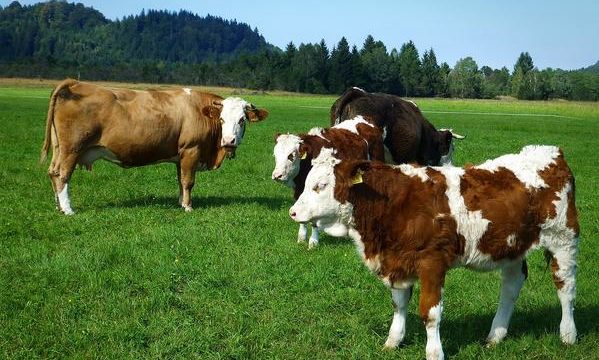 Animales de cría y granjas autosuficientes