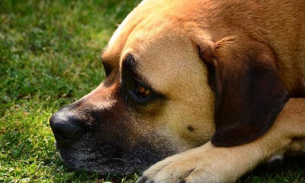 Tenencia responsable de mascotas, tips y prácticos consejos