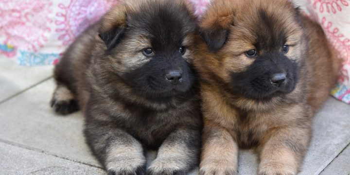 La experiencia de cuidar a un cachorro en el hogar