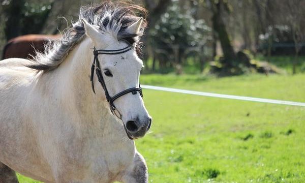 Cómo atender los abscesos en los cascos equinos