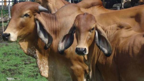 Problemas de salud en los animales de granjas y criaderos