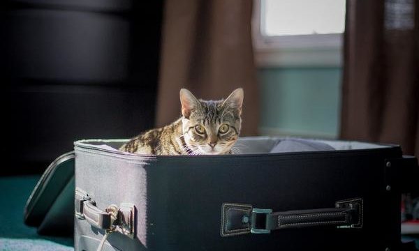 Cómo puedo viajar con mi gato para ir de vacaciones