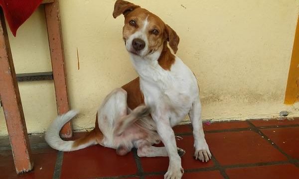 Como evitar el problema de las garrapatas en las mascotas