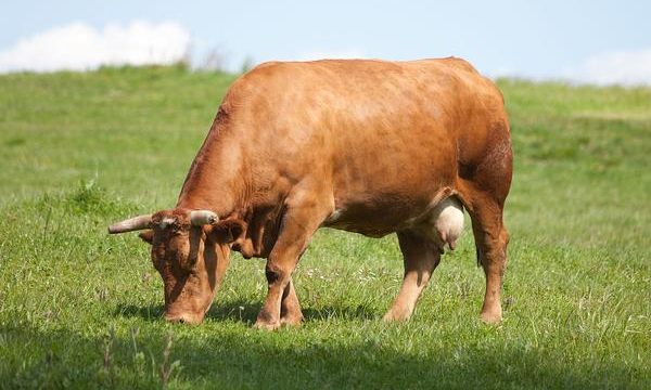 Cómo estimular el apetito de los bovinos de mi granja