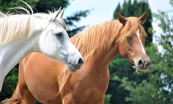 Aprende a cuidar correctamente a los caballos de tu granja