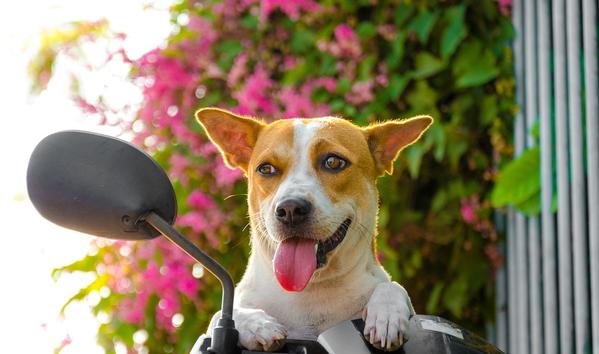 Adoptar un animal de compañía, si, no y por qué