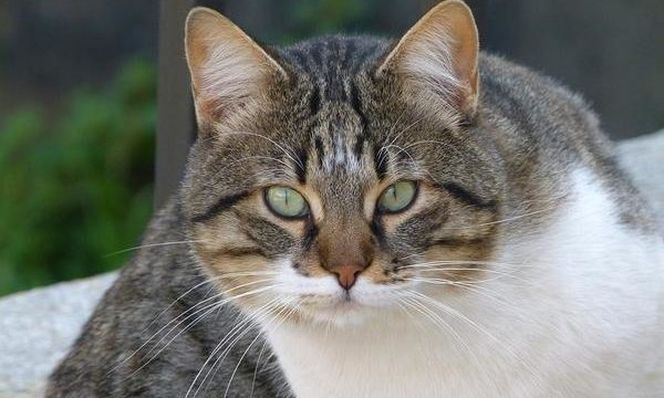 Cómo cuidar a los gatos ancianos en casa y ofrecerles una buena calidad de vida