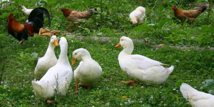Principales enfermedades contagiosas en las aves de compañía