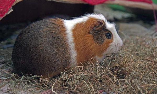 Cómo se comunican las cobayas mascota