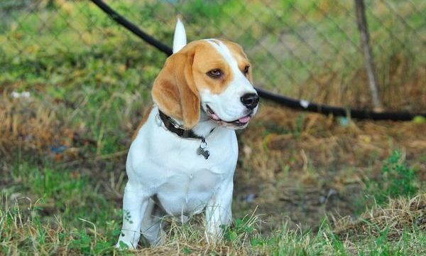 Como cuidar a una mascota ante un cambio de casa