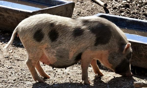 Alimentación para los cerdos de acuerdo con su desarrollo corporal