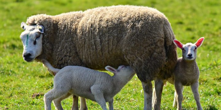 Importancia de la vacunación en el ganado ovino