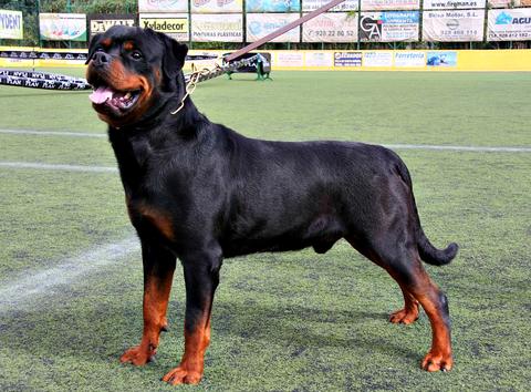 Consejos y recomendaciones para tener a un rottweiler como mascota