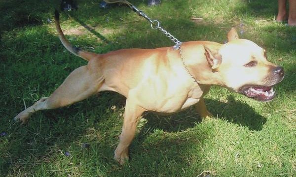 Pitbull Mexicano o perro chamuco como mascota, consejos para su cuidado