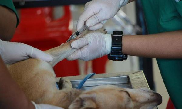 Vacunación y salud de las mascotas