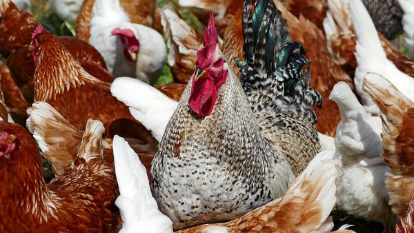 Consejos de nutrición para las gallinas ponedoras