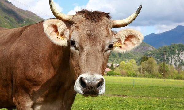 La cojera en el ganado bovino, estrategias de prevención