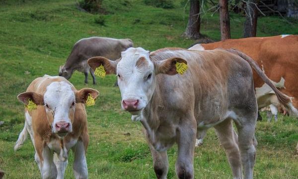 Enfermedades y riesgos para la salud de las terneras