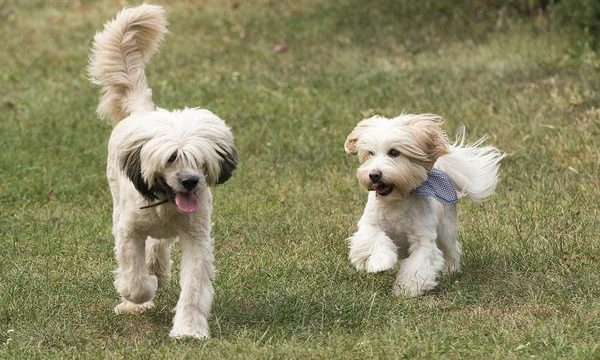 Criaderos de perros, pros y contras