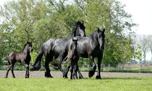 Enfermedades más importantes de los caballos y cómo prevenirlas