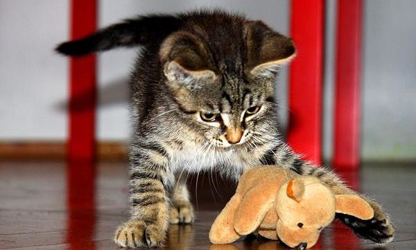 Consejos para ahorrar en el cuidado de las mascotas