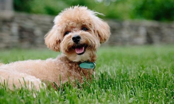 Los mejores cuidados para tener un perro como mascota