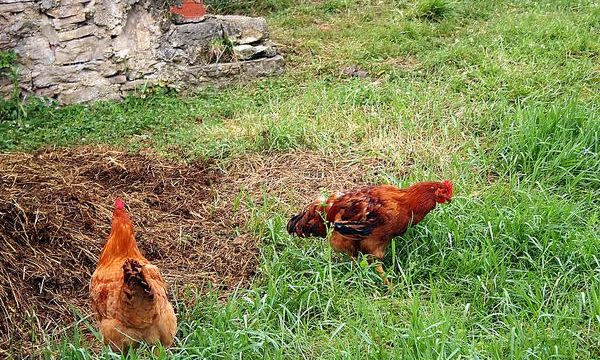 Consejos y recomendaciones para alimentar a pollos, gallinas y gallos