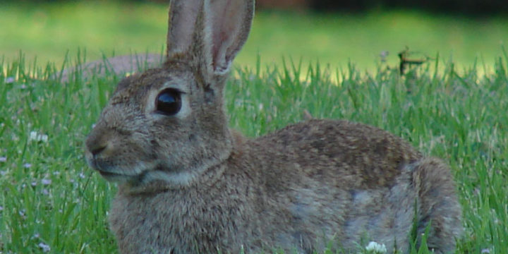 ¿Como se debe cuidar a un conejo mascota en casa?