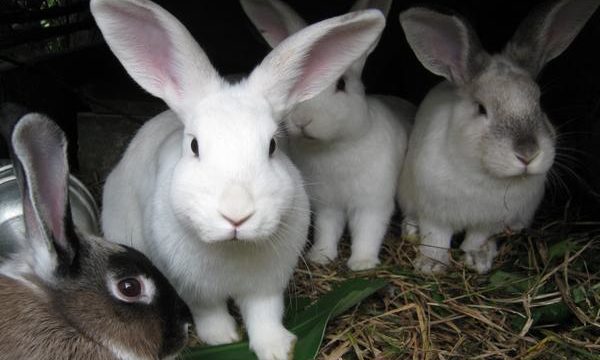 Consejos y recomendaciones para la cría de conejos