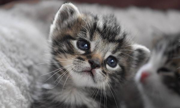 Cuidados y atenciones que requiere un gato huérfano