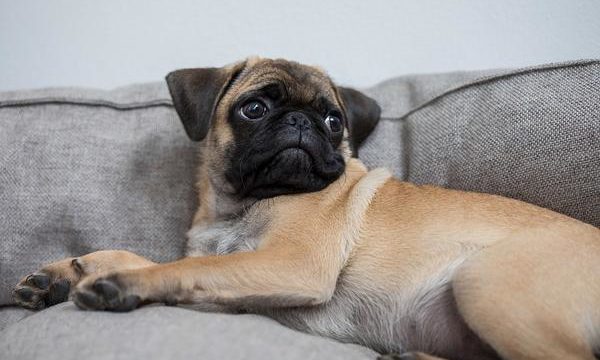 Cuidados y recomendaciones para el cuidado del perro Pug