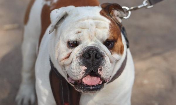 Consejos y recomendaciones para el cuidado del bulldog inglés