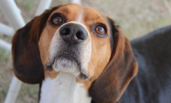 Cómo actúan los tranquilizantes para mascotas