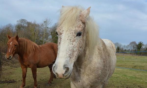 Atenciones y cuidados básicos para el caballo de granja