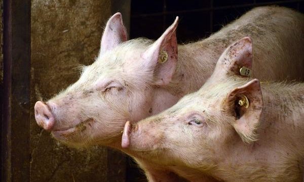 Vacunación en el ganado porcino, necesidad y alcances