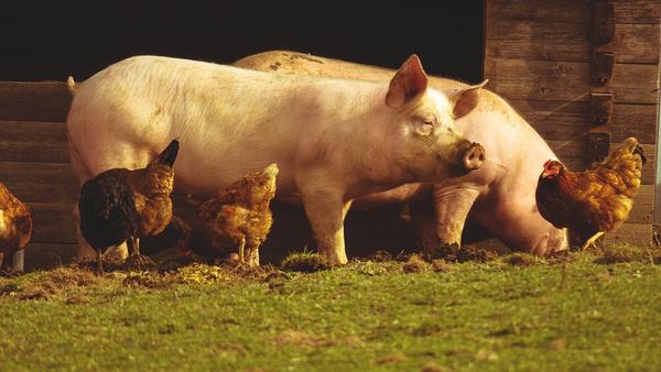 Ganado porcino, sistemas de producción y atenciones veterinarias