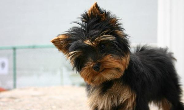 Consejos y recomendaciones para cuidar al yorkshire terrier