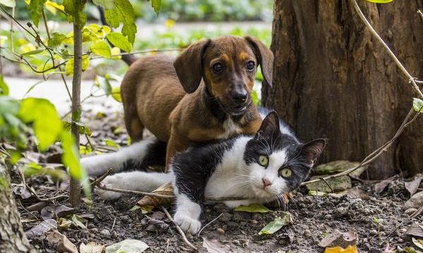 Atenciones básicas para las mascotas