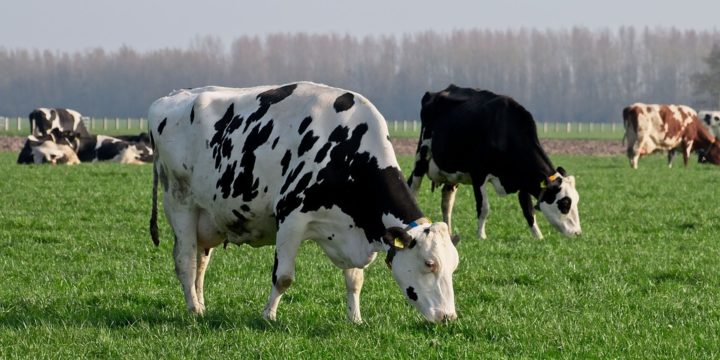 Principales enfermedades del ganado vacuno en el invierno